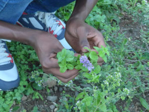 In-flore-scientia