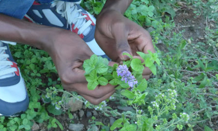 In-flore-scientia