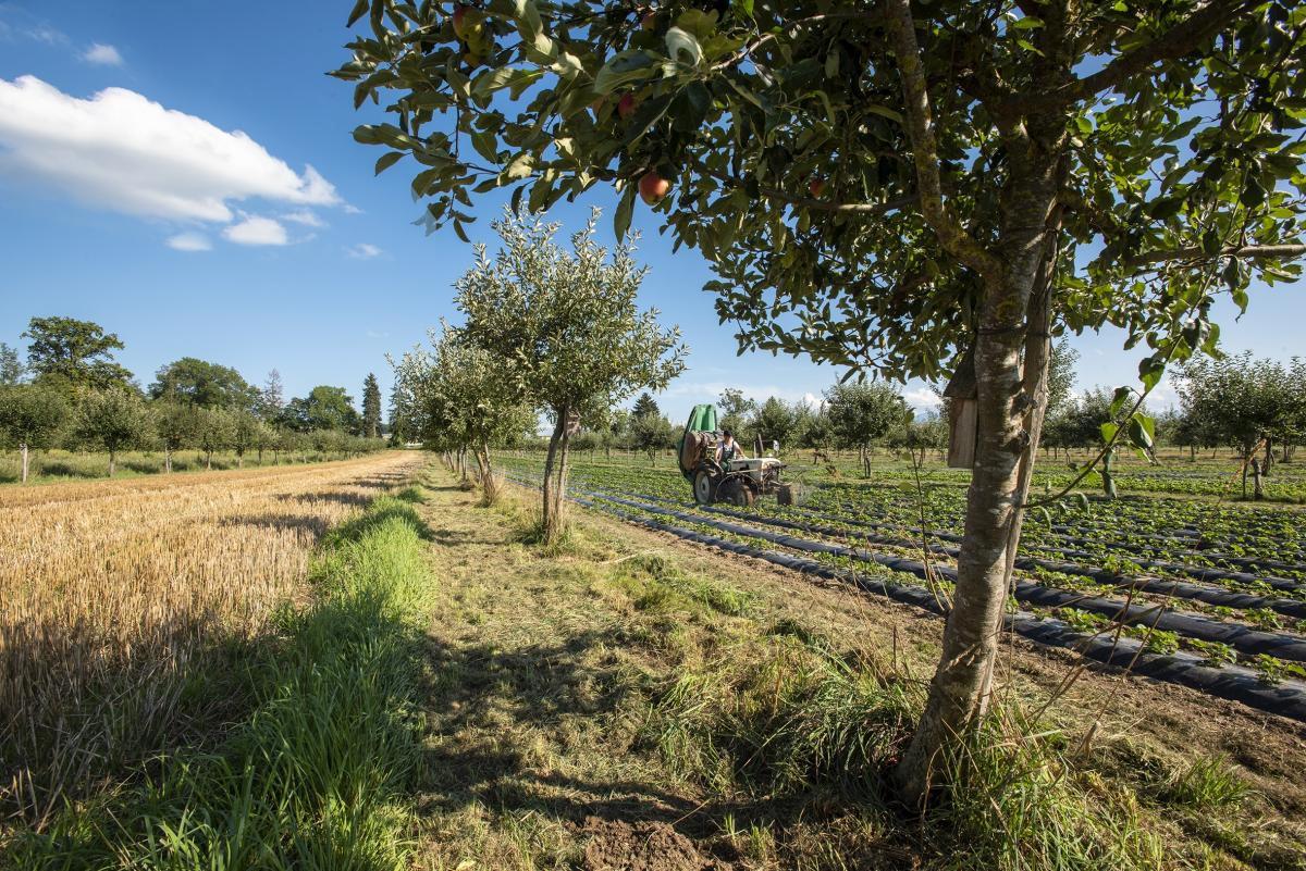 Agroforestry (Foto: Gabriela Brändle, Agroscope)