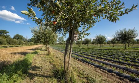 Agroforestry (Foto: Gabriela Brändle, Agroscope)