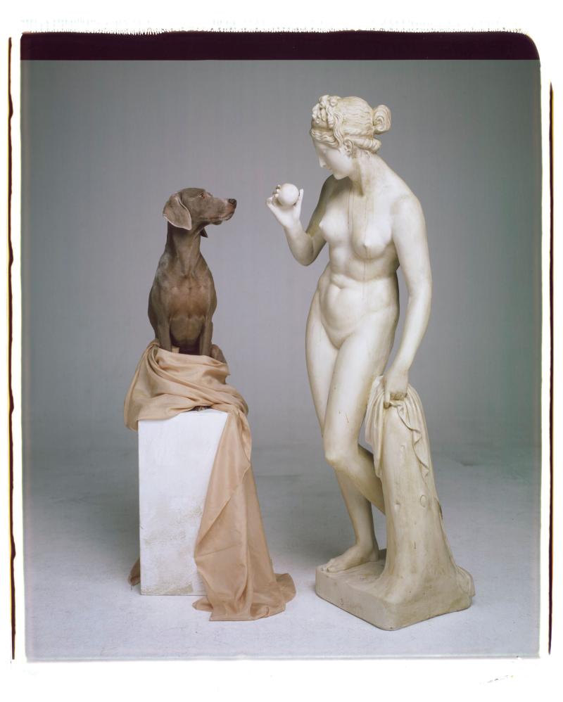 William Wegman, «On Base», 2007, Polaroid a colori