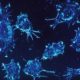 Cellule al microscopio elettronico.