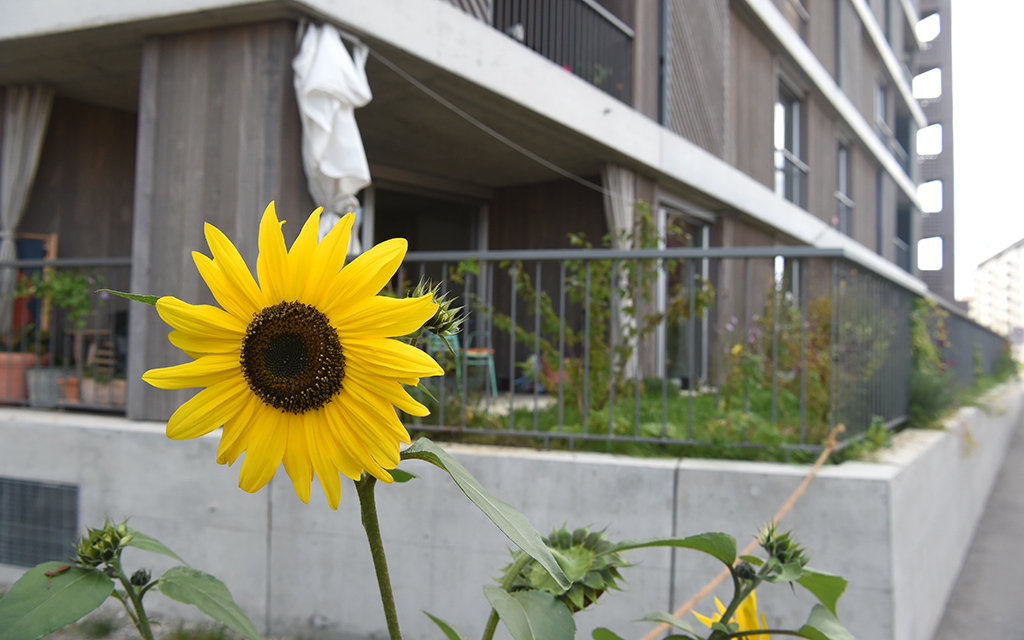 Girasole davanti ad un edificio