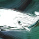 RSI - Logo della trasmissione "Moby Dick" di Rete Due