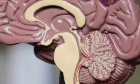 Modello del cervello umano - particolare