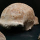 Una delle calotte craniche ritrovate nella Grotta Guattari a San Felice Circeo (Latina)