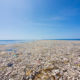 South Pacific Garbage Patch