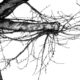 Albero spoglio