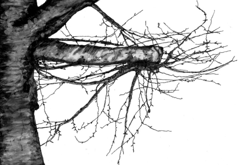 Albero spoglio