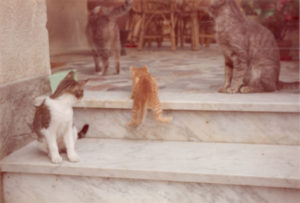 Gattino che sale i gradini