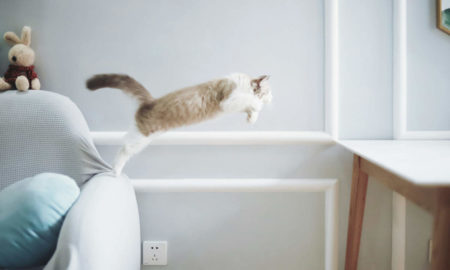 Gattino che spicca un salto