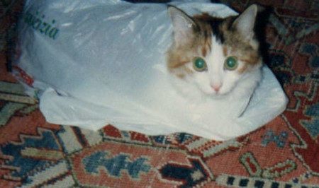 Gattino nel sacchetto