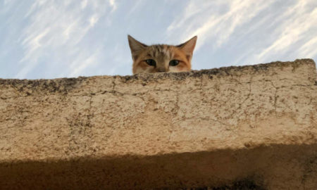 Gatto che guarda dall'alto