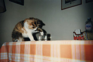 Gatto che mette la zampa in un bicchiere