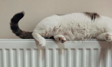 Gatto sdraiato sul termosifone