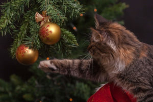 Il Natale dei gatti