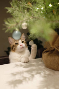 Il Natale dei gatti