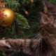 Il Natale dei gatti