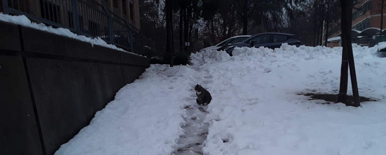 Gatto nella neve al laghetto di Muzzano