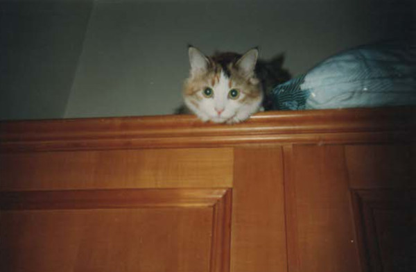 Musetta sull'armadio