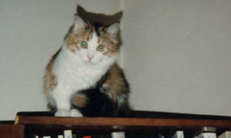 Musetta sulla libreria