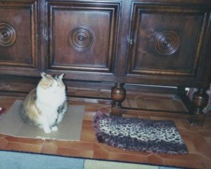 Gatta Musetta davanti ad un armadio