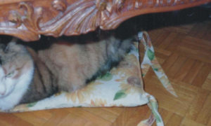 Gatta Musetta riposa nascosta