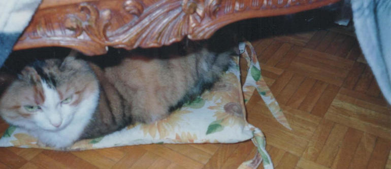 Gatta Musetta riposa nascosta