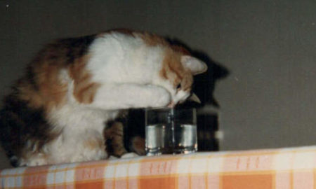 Musetta sul tavolo - Dettaglio