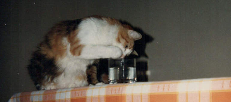 Musetta sul tavolo - Dettaglio