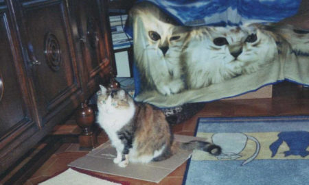 Musetta davanti al divano coi gatti