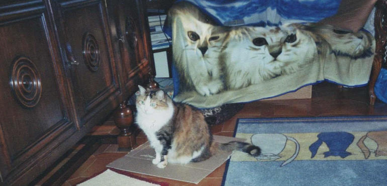 Musetta davanti al divano coi gatti