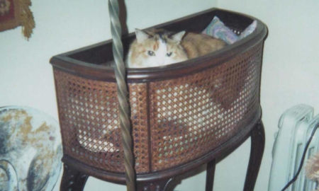 Musetta nella giardiniera