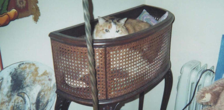 Musetta nella giardiniera