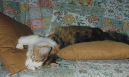 Musetta sul divano - Anteprima