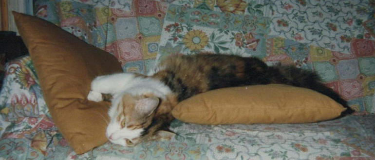 Musetta sul divano - Anteprima