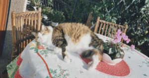 Musetta prende il sole