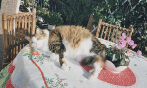 Musetta prende il sole
