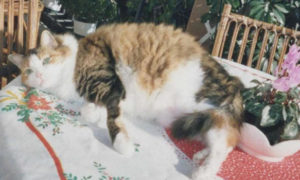 Musetta prende il sole