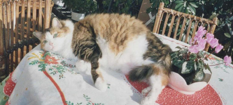 Musetta prende il sole