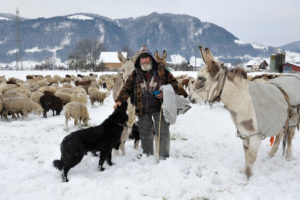 Il pastore Franco con i suoi animali durante la transumanza